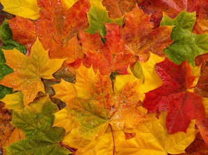 Fall is Here—It’s Time for Commercial Boiler Service